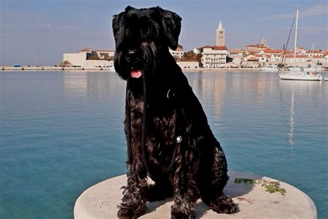 Top 5 Dog Beaches In Istria And Kvarner Travel Blog