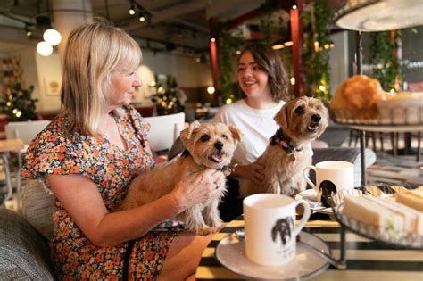 Top 5 Dog Friendly Cafe Amp 39 S Amp Restaurants In London