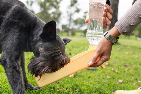 Top 5 Dog Water Bottle Stands My Dog Car Seat