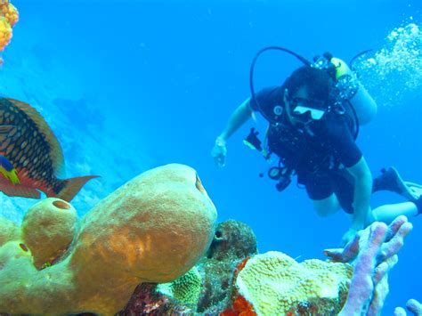 Top 5 Scuba Diving Destinations To Explore This Summer Travel Tweaks