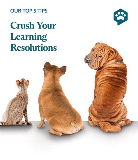 Top 5 Tips For Your Learning Resolutions Fluent Pet