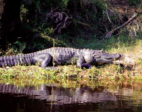 Top 5 Ways To See Florida S Biggest Creatures Alligators Titusville