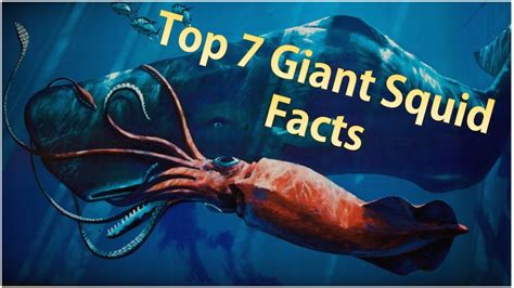 Top 7 Giant Squid Facts Youtube