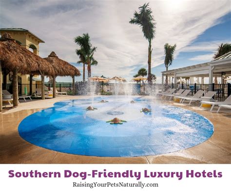 Top Dog Friendly Resorts And Luxury Pet Friendly Hotels In The South