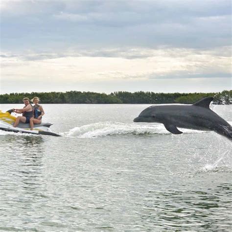 Top Fort Myers Waverunner Dolphin Tours 2024 Tripshock