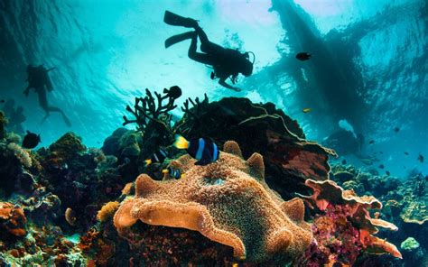 Top Spots For Snorkelling And Scuba Diving In Abu Dhabi Mybayut