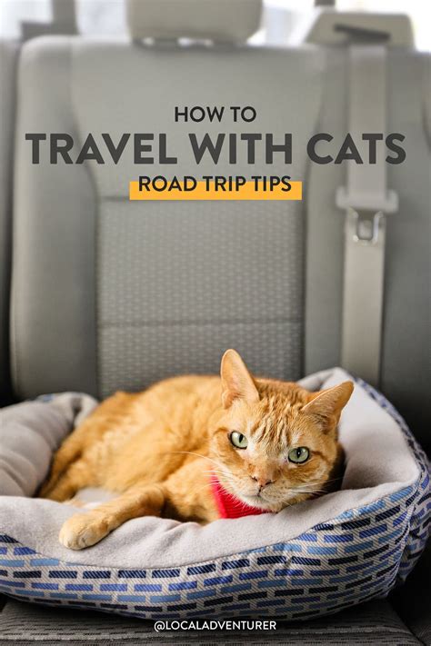 Top Tips For Traveling With Your Cat Cat Care Cat Travel Cats