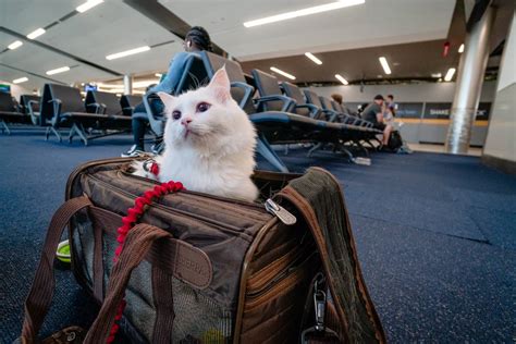 Travel Cat Adventures