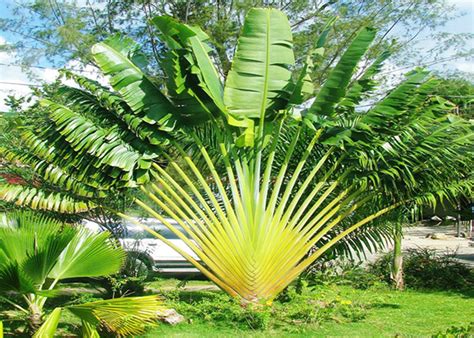 Travel with Palm Plants