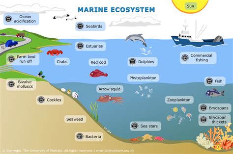 5 Marine Biome Posters