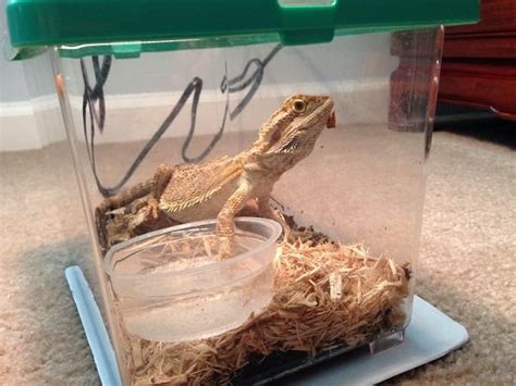 Travel Tank For Bearded Dragon How To Set It Up Zooawesome