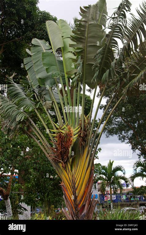 Traveler Amp 39 S Palm Or Travellers Palm Ravenala Madagascariensis Costa Rica Stock Photo Alamy