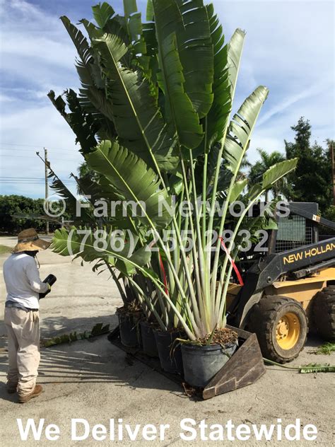 Traveler Palm For Sale South Florida Hedge Plants