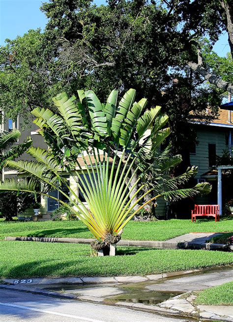 Traveler Palm Trees Wholesale Florida Palm Trees Travellers Palm