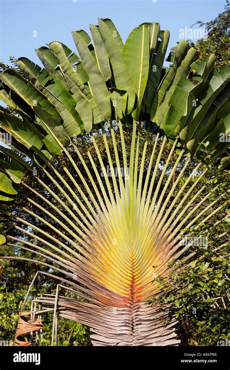 Traveler S Palm Or Travellers Palm Ravenala Madagascariensis Costa