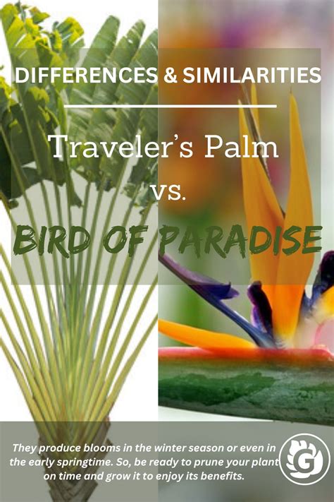 Traveler S Palm Vs Bird Of Paradise What Are The Differences