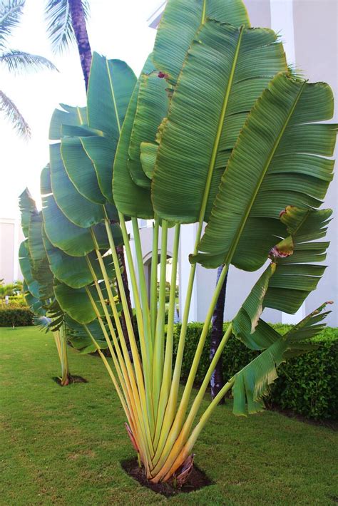 Travelers Palm Ravenala Madagascariensis Guide