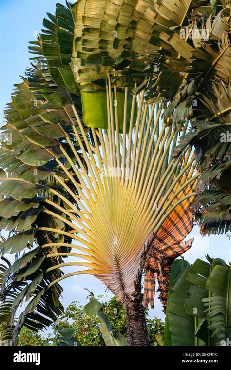 Travelers Palm Tree Hi Res Stock Photography And Images Alamy