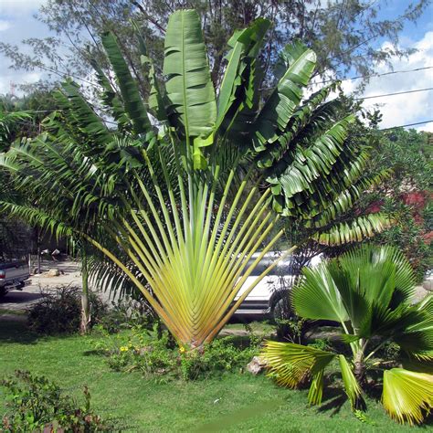 Travelers Palm Tree Ravenala Madagascariensis Stock Photo Image Of Growth Tropical 27244880