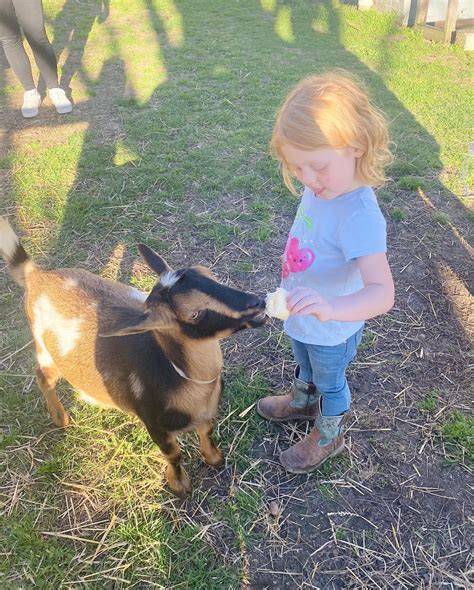 Traveling Goats Nicole Scism 7105 Great Swamp Loop Lucama May 24