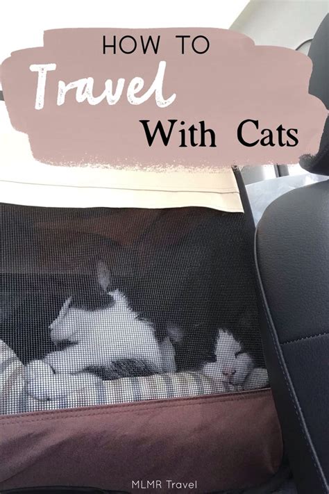 Traveling With Cats In A Car Long Distance Traveling Cats Mlmr