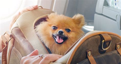 Traveling with Dogs Made Easy