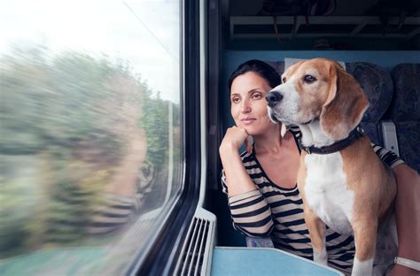 Traveling With Your Pet To Germany Everything You Need To Know About