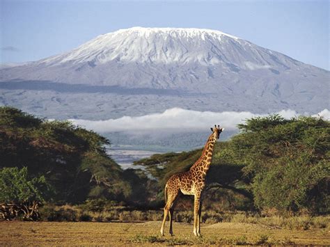 Traveller S Guide Tanzania The Independent