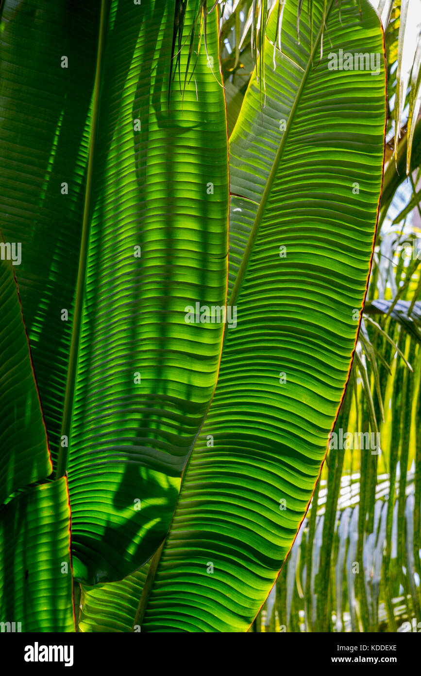 Travellers Palm Leaves In Sunlight Stock Photo Alamy