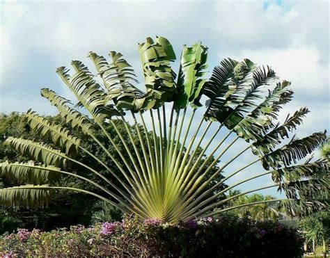 Travellers Palm Ravenala Madagascariensis 3 Rare Large Blue Etsy De