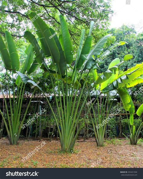 Travellers Palm Ravenala Madagascariensis Stock Photo 355451504 Shutterstock