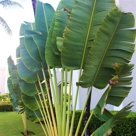 Travellers Palm Ravenala Madagascariensis Tooth Mountain Nursery