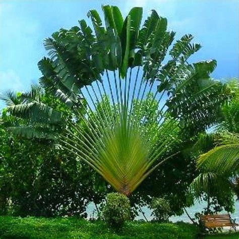 Travellers Palm Seeds Ravenala Madagascariensis Price 2 25