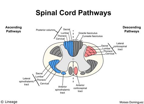 5 Ways Travelling Dorsal