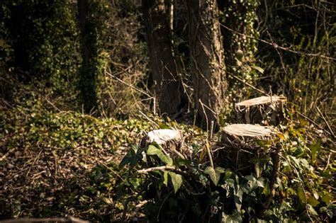 Tree Stump In Ghost Forest A Royalty Free Stock Photo From Photocase