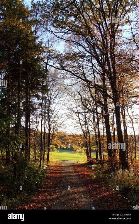 Tree Trees Autumnal Atmosphere Autumn Foliage Ways Gateway Path Way