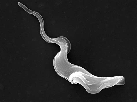 Trypanosoma Brucei Brucei Wellcome Collection