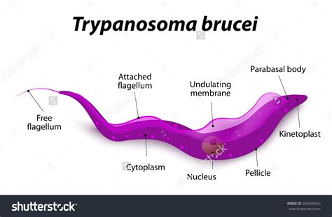 Trypanosoma Brucei Diagram