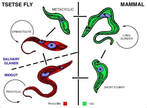 Trypanosoma Brucei Rhodesiense Life Cycle