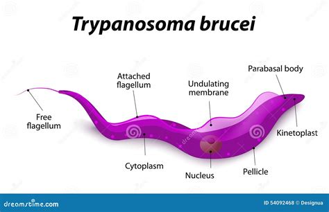 Trypanosoma