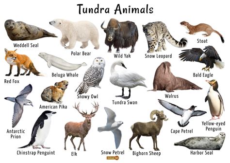 Tundra Biome Characteristics Animal And Plant Adaptations Biomes