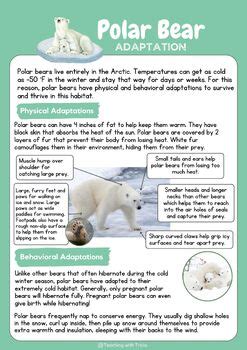 Tundra Biome Polar Bear Physical Behavioral Adaptations Poster