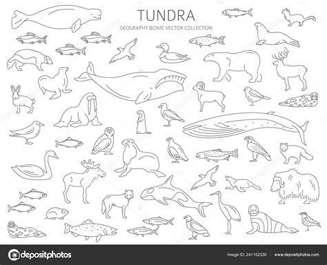 Tundra Biome Simple Line Style Terrestrial Ecosystem World Map