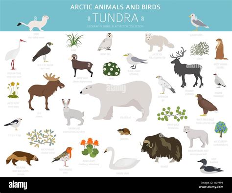 Tundra Biome Terrestrial Ecosystem World Map Arctic Animals Birds