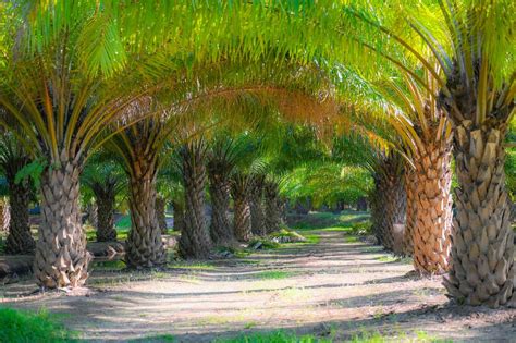 Tunnel Plants Palm Tree In The Palm Garden With Beautiful Palm Leaves