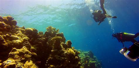 Turneffe Atoll Dives Belize Scuba Diving The Elbow Ambergris Divers