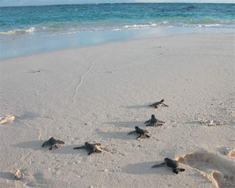 Turtle Tips Help Keep The Turtles Of Destin Safe Destin Palms Vacations Blog