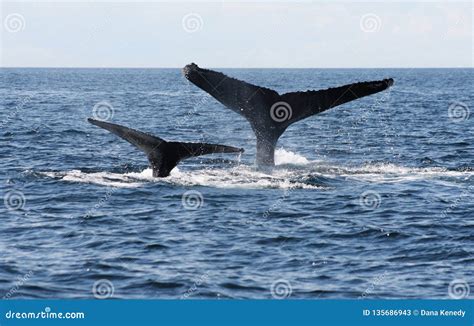 Two Humpback Whale Tails In The Ocean Stock Image Image Of Watching