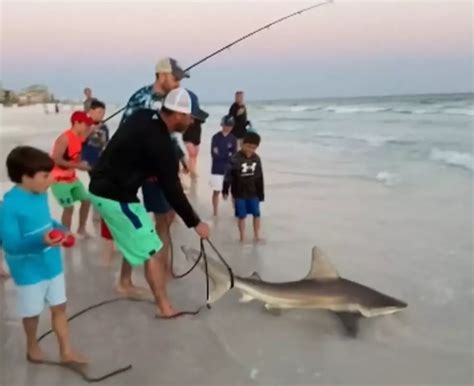 Two Owensboro Guys Reel In Three Sharks In Destin Florida