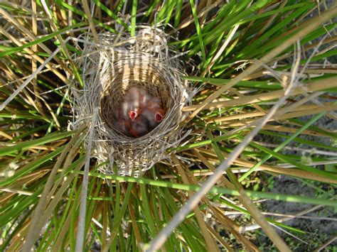 Types Of Nests And How To Find Them Celebrate Urban Birds